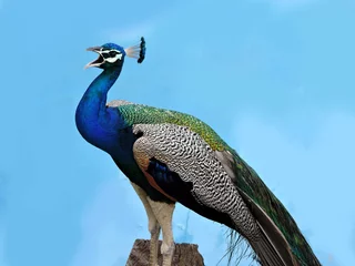 Zelfklevend Fotobehang peacock © jerin
