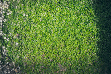 Moss green texture. Moss background