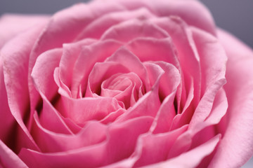 pink rose closeup