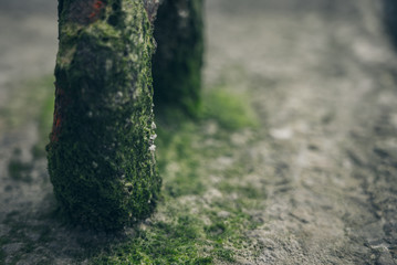 Moss green texture. Moss background