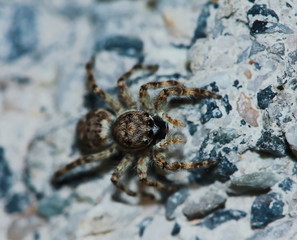 Macro Photography of Jumping Spider on Green Leaf