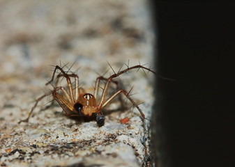 Macro Photography of Jumping Spider on Green Leaf