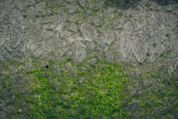 Moss green texture. Moss background