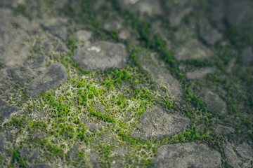 Moss green texture. Moss background