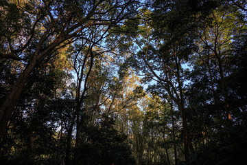 A forest with evening sunlight