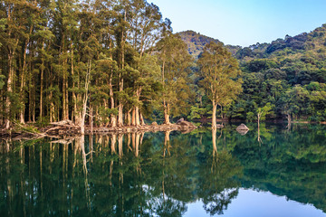 Papebark tree standing in a quiet lake with reflection in water