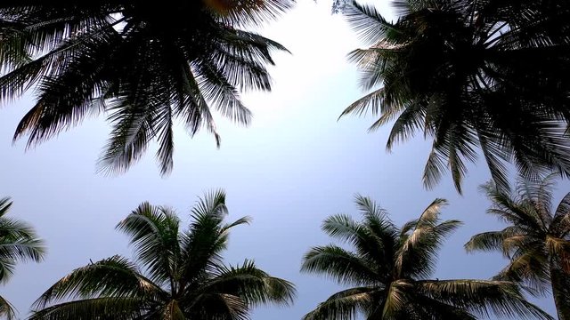 Low angle silhouette coconut tree with leaves swaying according to the wind force, the background is blue sky In Prachuap Khiri Khan Province, Thailand. Slow motion.
