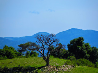 Tree in the hill