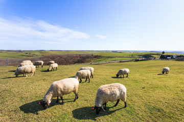 日本・北海道東部の標茶町、多和平展望台の羊
