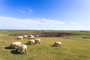 日本・北海道東部の標茶町、多和平展望台の羊
