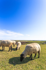 日本・北海道東部の標茶町、多和平展望台の羊