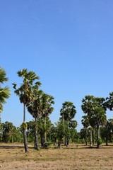 Palm trees and blue sky background 