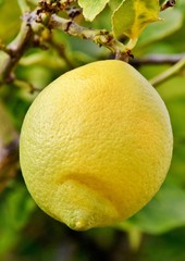 Close up of a yellow lemon on a lemon tree