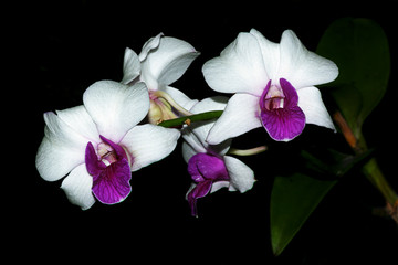 White Orchid that Looks Beautiful at Night