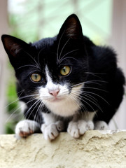 Black and White cat