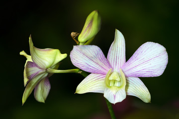 Fototapeta na wymiar Beautiful white Orchid behind the house