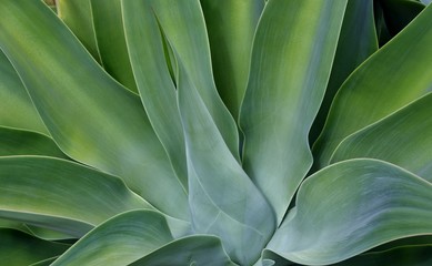 Fototapeta premium Close up of a blue Agave in sunlight