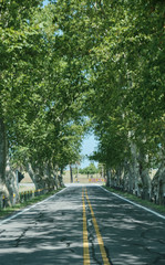 a view of a road surrounded by trees and brunches as a vegetation tunnel on the way from...