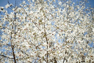 満開のハナミズキ