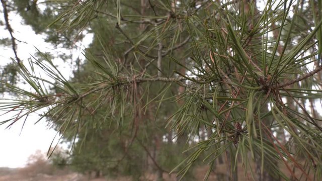 green sprig of spruce pine tree closeup in the forest. Spruce, fir or pine tree branches. Pine branch with sharp pine needles on background of other pine branches.
