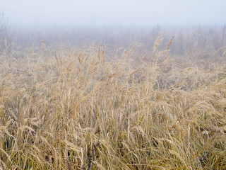 Fototapeta premium Morning, field, fog, dry grass.