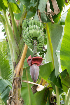 Banane, Tropen, Bl&uuml;te