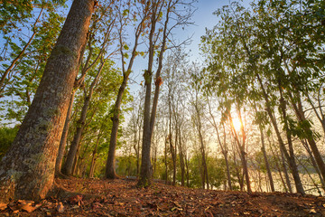 perspective forest with sun light near evening time in chiang rai thailand