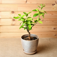 Tangerine tree in a pot on a rustic background. Bonsai