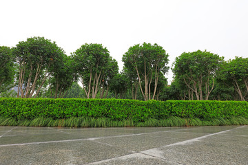 Urban Park Greening Landscape