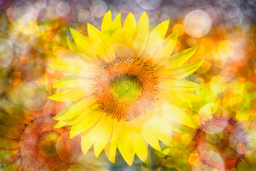Amazing sunset over sunflowers field with bokeh background