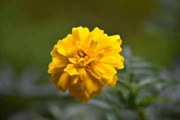 yellow flower in garden