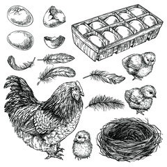 Sketch set of Hen, chick, and eggs. Hand drawn realistic chicken. Ink engraved graphic illustration of little bird, chicken.