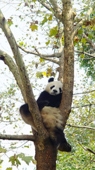 Obraz premium Panda resting on the tree at the park. The giant panda, also known as panda bear or simply panda, is a bear native to south central China. 