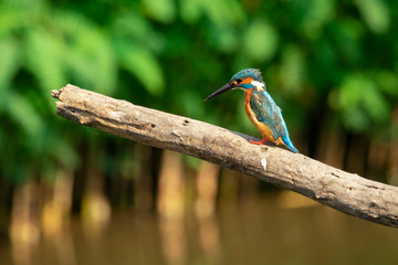 Image of common kingfisher (Alcedo atthis) perched on a branch on nature background. Bird. Animals.