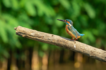 Image of common kingfisher (Alcedo atthis) perched on a branch on nature background. Bird. Animals.