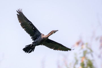 Image of Cormorant or Shag on nature background. A bird flying. Animals.