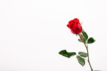 Obraz premium red rose on white background
