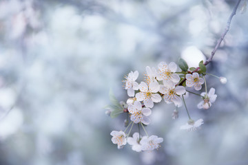 branch of white cherry flowers in spring with soft focus, background