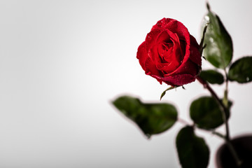 Fototapeta premium red rose on white background