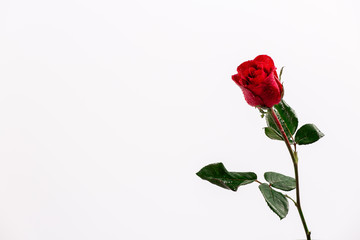 Fototapeta premium red rose on white background