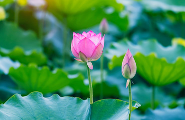 lotus flower blooming in summer pond with green leaves as background
