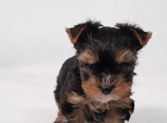 Yorkshire Terrier Black czarny szczeniak York © tidusina