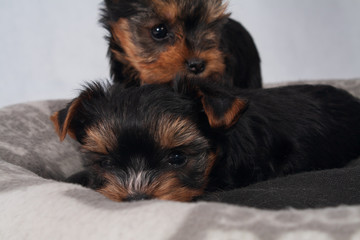 Yorkshire Terrier Black czarny szczeniak York © tidusina