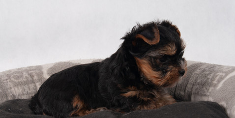 Yorkshire Terrier Black czarny szczeniak York © tidusina
