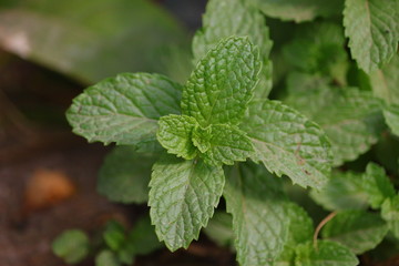 Fototapeta na wymiar Fresh mint leaves growing