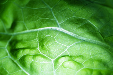 Fresh juicy lettuce salad closeup. Background macro photo of food in shades. The concept of wholesome healthy food, veganism.