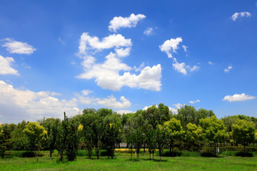 Summer forest scenery