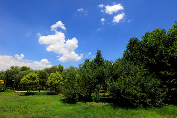 Summer forest scenery