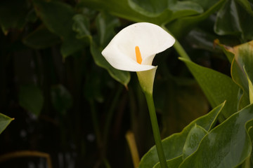 Calla lilies in the Zhuzihu area of Yangmingshan National Park are blooming from March to June every year.