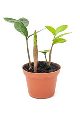 Zamioculcas zamiifolia small flower in pot on white background